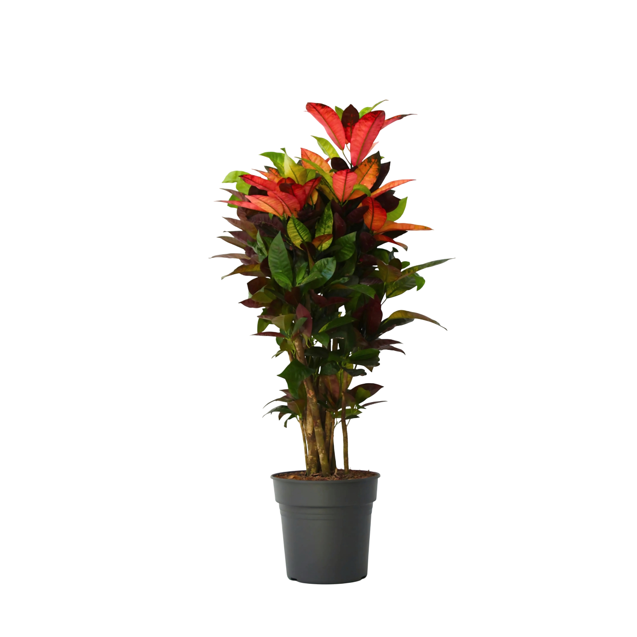 Plant In A Box - Croton - Codiaeum variegatum 'Mrs. Iceton' - Hauteur 90-100cm - Pot 27cm - Image 1