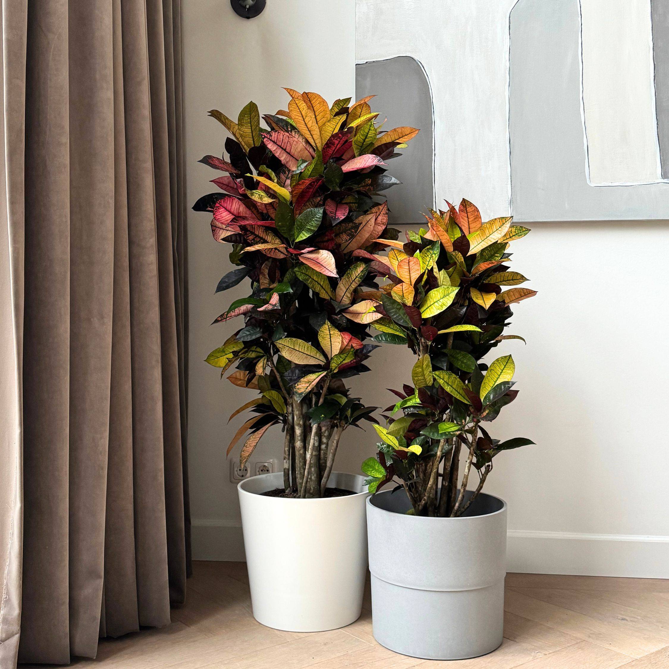 Plant In A Box - Croton - Codiaeum variegatum 'Mrs. Iceton' - Hauteur 90-100cm - Pot 27cm - Image 3