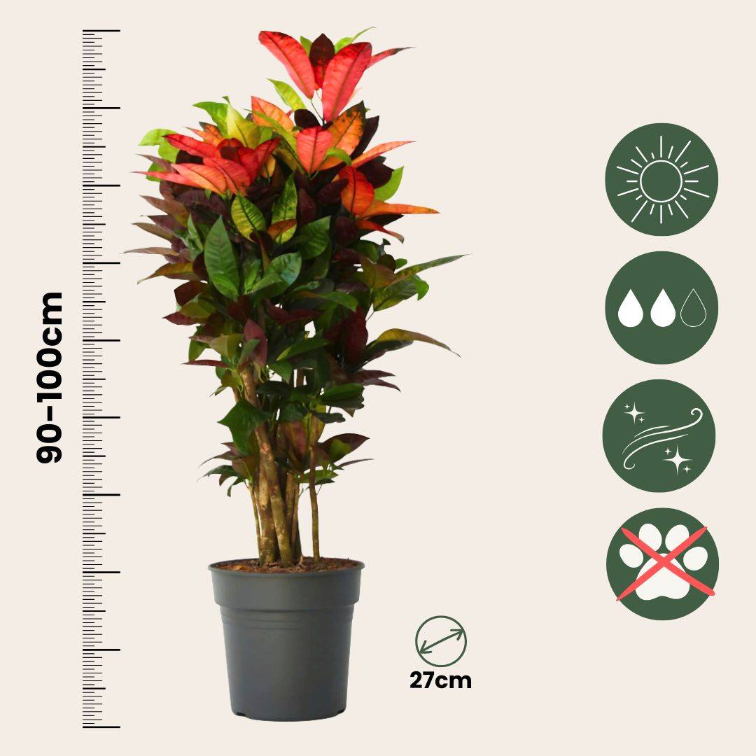 Plant In A Box - Croton - Codiaeum variegatum 'Mrs. Iceton' - Hauteur 90-100cm - Pot 27cm - Image 5