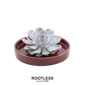 Echeveria Lilacina Sans Racines dans Coupe Rouge- La Green Touch