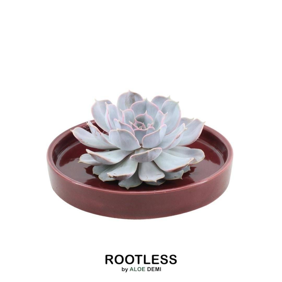 La Green Touch - Echeveria Lilacina Sans Racines dans Coupe Rouge- La Green Touch - Imagen 1