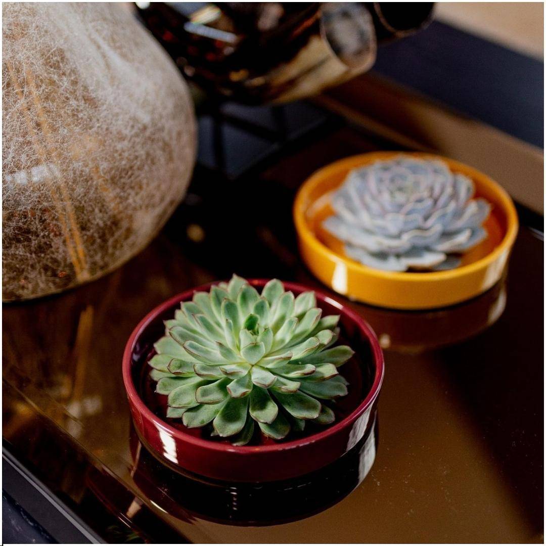 La Green Touch - Echeveria Lilacina Sans Racines dans Coupe Rouge- La Green Touch - Imagen 2