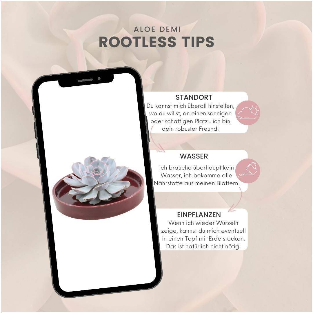La Green Touch - Echeveria Lilacina Sans Racines dans Coupe Rouge- La Green Touch - Imagen 5