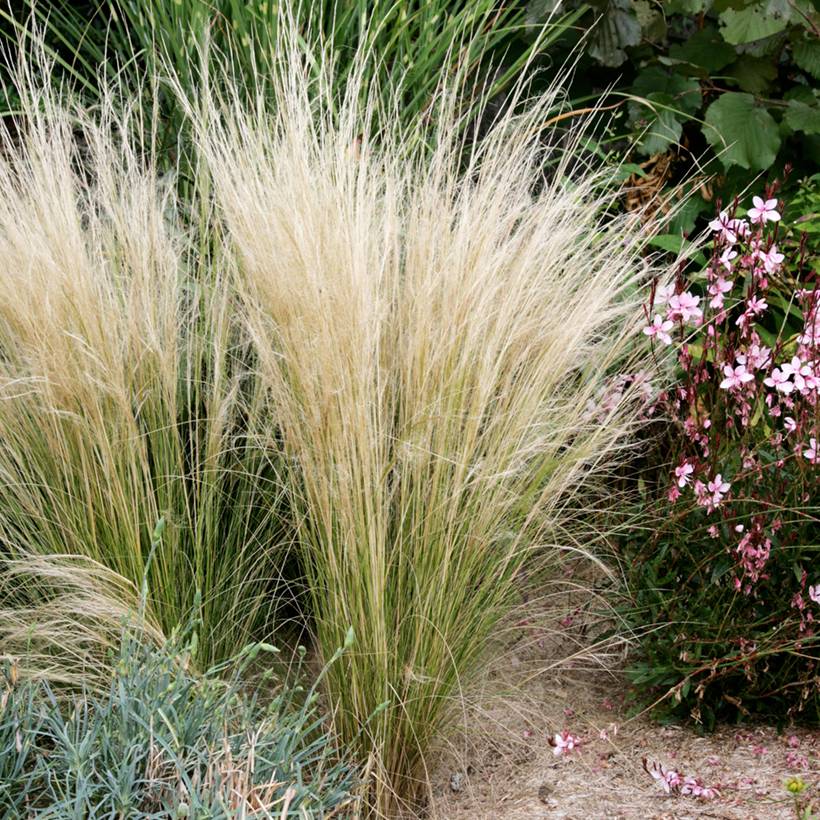 Promesse de Fleurs - Stipa tenuifolia - Cheveux d'ange Pony Tails Mini-motte Ø 1,5/2,5 cm (par 3)