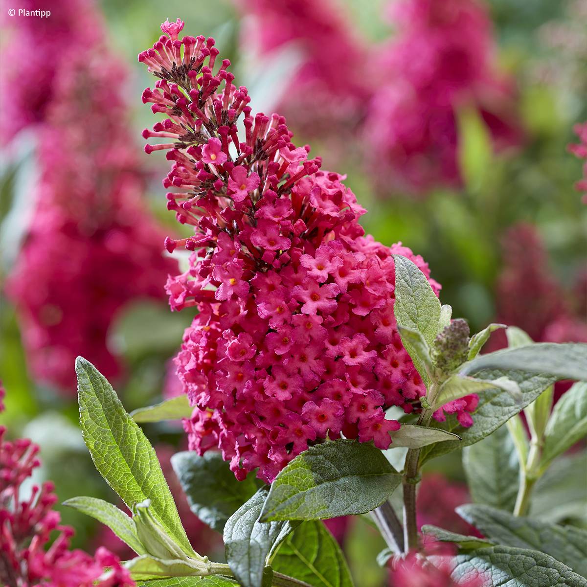 Promesse de Fleurs - Buddleja davidii Butterfly Candy Little Ruby - Arbre aux papillons nain Pot de 2L/3L