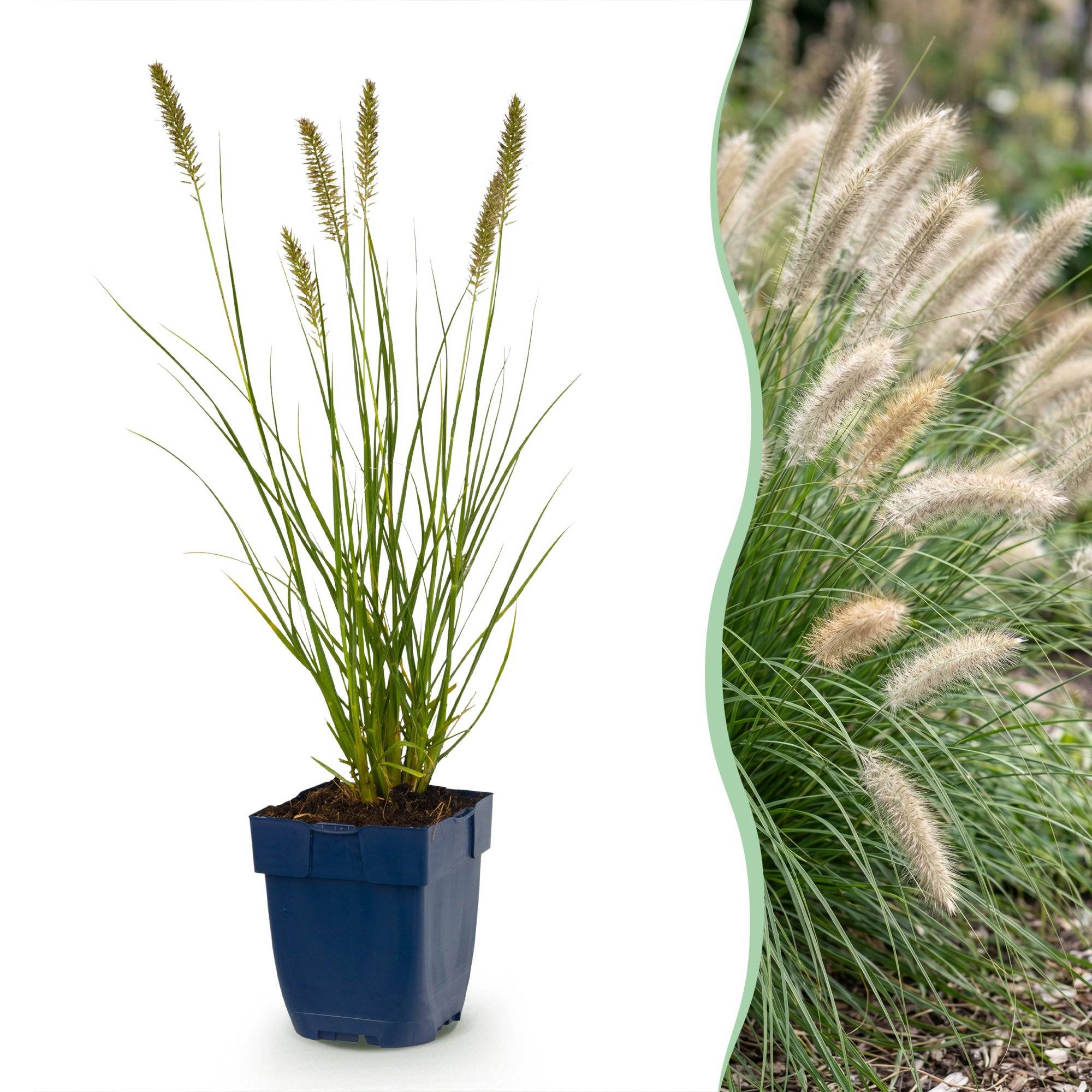 Herbe aux écouvillons 'Hameln' (Pennisetum alopecuroides) - graminée ornementale - Pot 11 cm - Hauteur 25 cm - 12 plants - Plantes d'intérieur