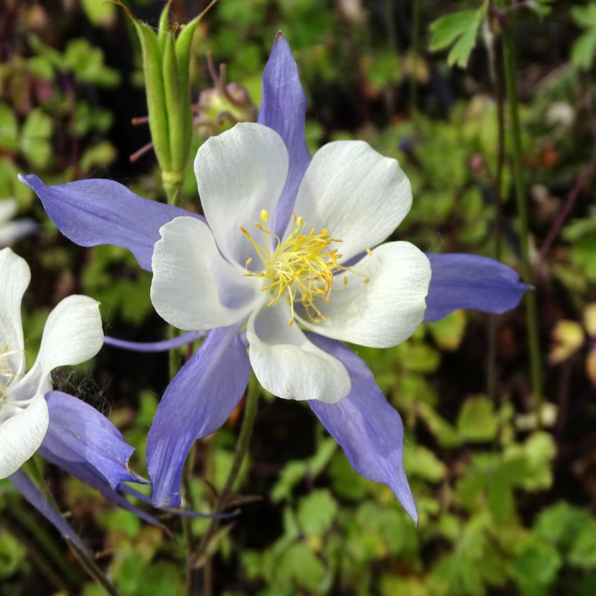 Promesse de Fleurs - Ancolie Mrs M. Nicholls - Aquilegia (x) hybrida Godet de 8/9 cm