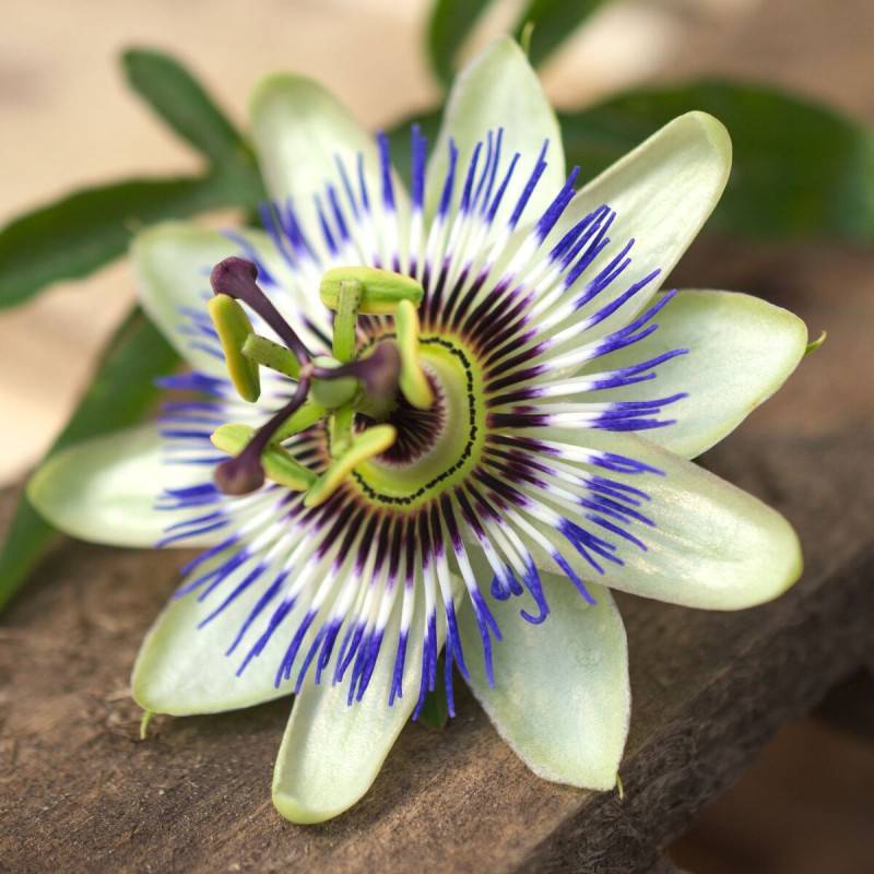 Passiflore bleue, Fleur de la passion à fleurs Blanche - feuillage Caduc - Godet - 5/10 cm-  hauteur à maturité De 3,00 m à 5,00 m - Imagen 2