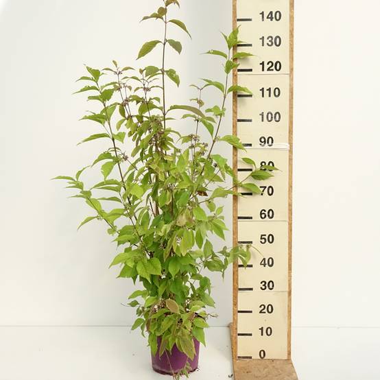 Callicarpa bodinieri Liebespaar - Arbuste aux bonbons Pot de 7,5L/10L - Image 2
