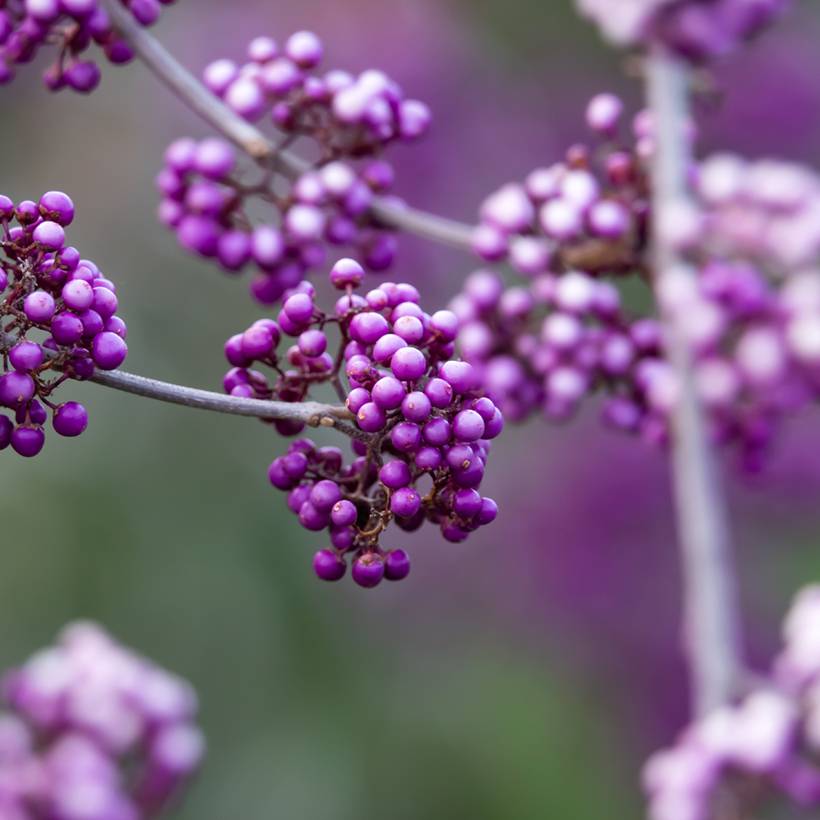 Callicarpa bodinieri Liebespaar - Arbuste aux bonbons Pot de 7,5L/10L