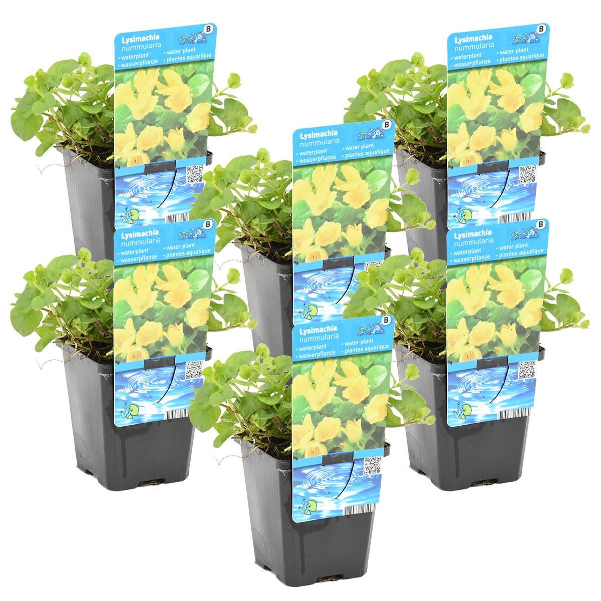 Lot de 6 - Lysimachia Nummularia - Herbe aux écus - Plantes de bassin - H. 10-20 cm - P. 9 cm - Image 1