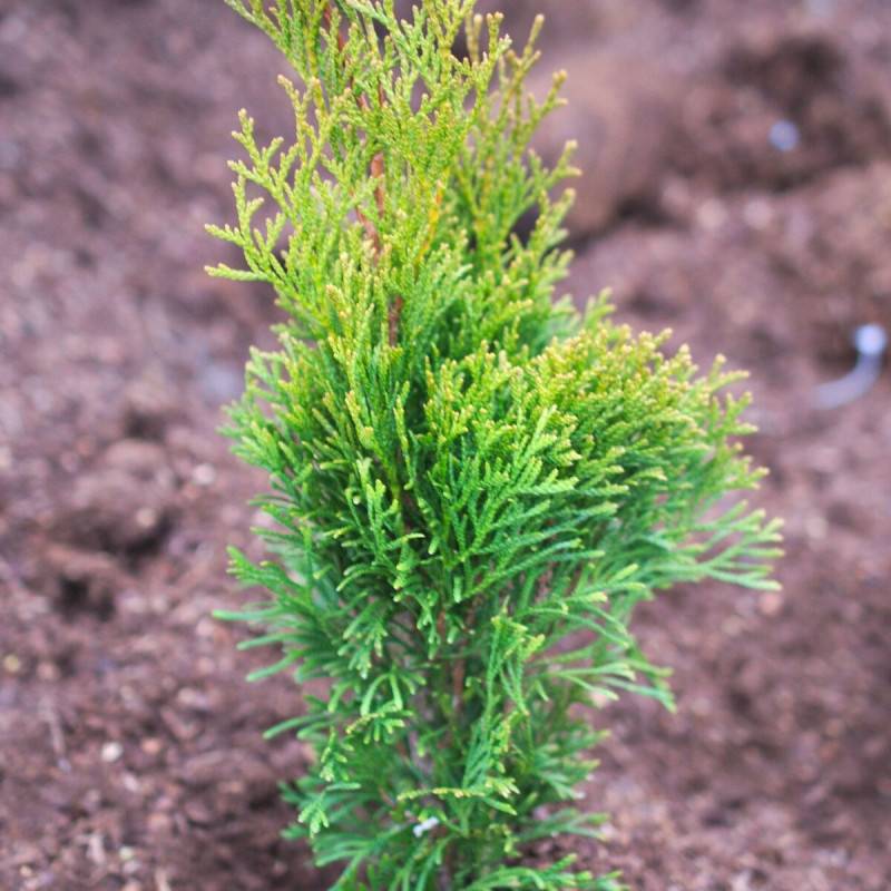 Thuya du Canada Emeraude, Thuja occidentalis - Pot de 15L - 120/150 cm - Image 1