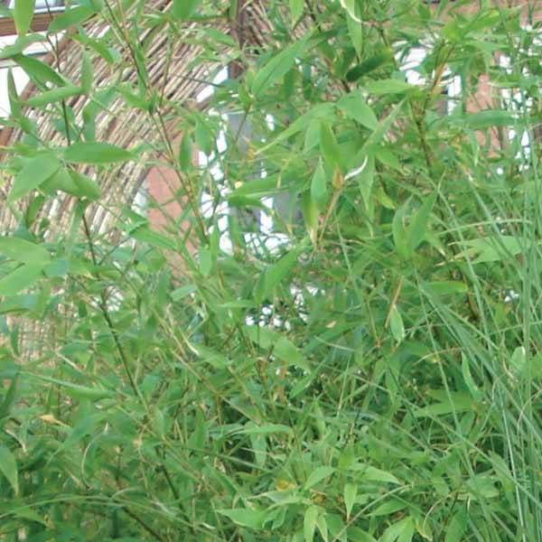 Promesse de Fleurs - Bambou non traçant - Fargesia murielae Jumbo Pot de 7,5L/10L
