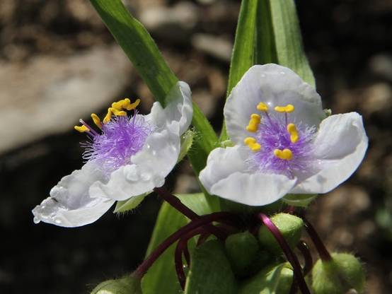 Ephémère de Virginie - Tradescantia andersoniana Osprey Godet de 8/9 cm