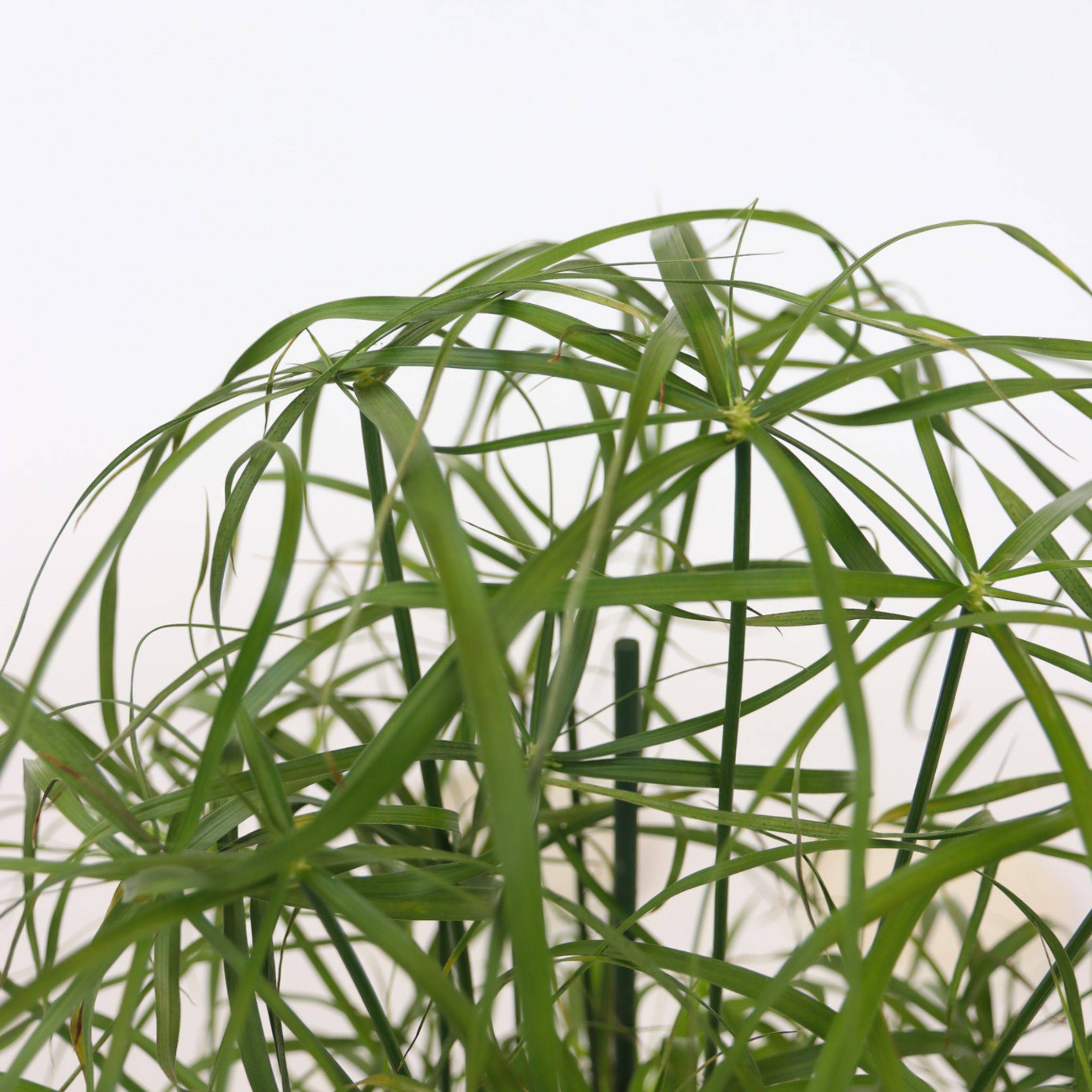 Papyrus - Set de 2 - Cyperus alternifolius - Hauteur 40-50cm - ⌀14cm - Image 3