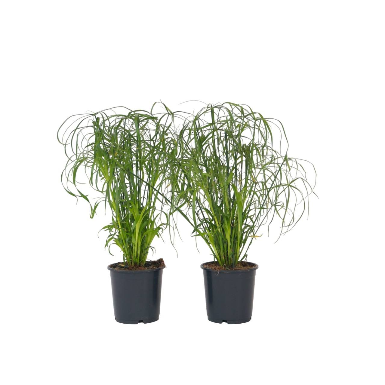 Papyrus - Set de 2 - Cyperus alternifolius - Hauteur 40-50cm - ⌀14cm - Image 1