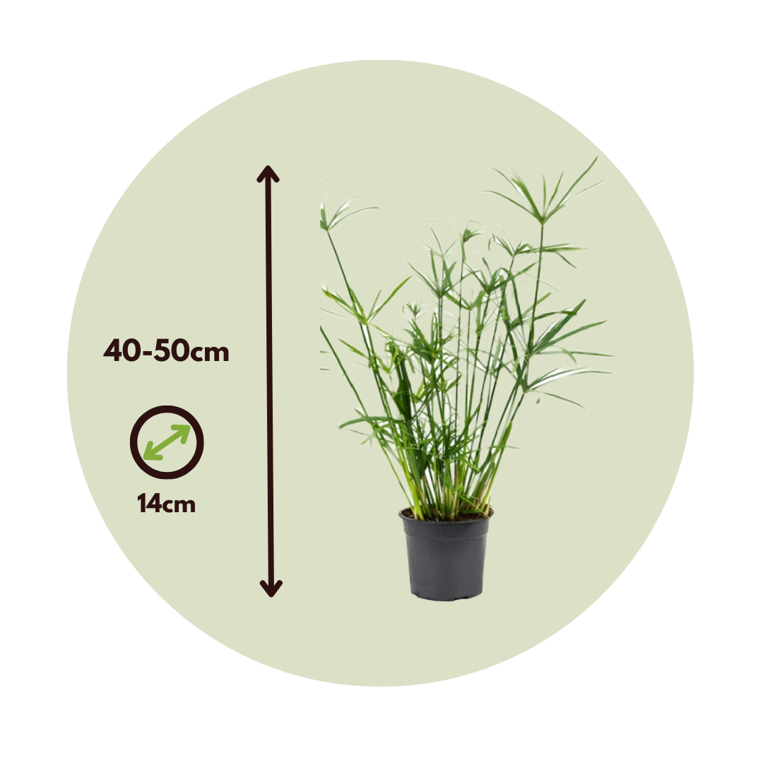 Papyrus - Set de 2 - Cyperus alternifolius - Hauteur 40-50cm - ⌀14cm - Image 4