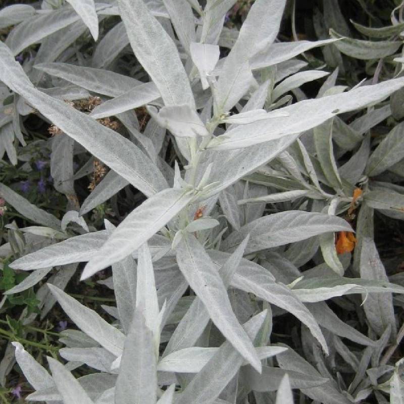 Armoise blanche à fleurs Blanche - feuillage Persistant - Godet - 5/20 cm-  hauteur à maturité De 0,50 m à 1,00 m - Imagen 1