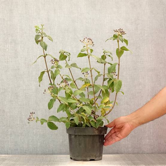Viburnum tinus Purpureum - Viorne tin, Laurier tin Pot de 2L/3L - Image 2