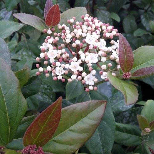Viburnum tinus Purpureum - Viorne tin, Laurier tin  Pot de 2L/3L - Image 1