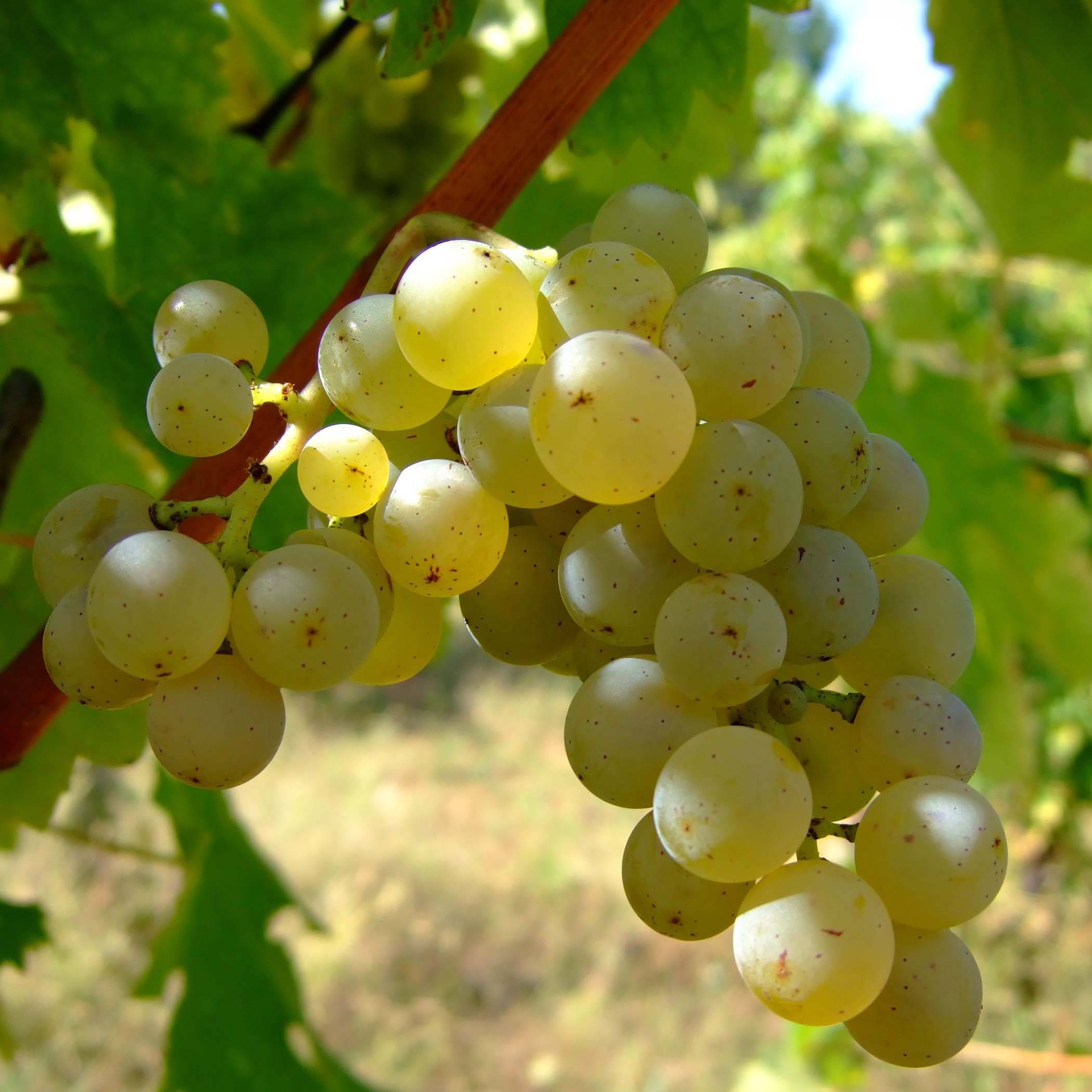Vigne Sauvignon Blanc Pot de 1L/1,5L
