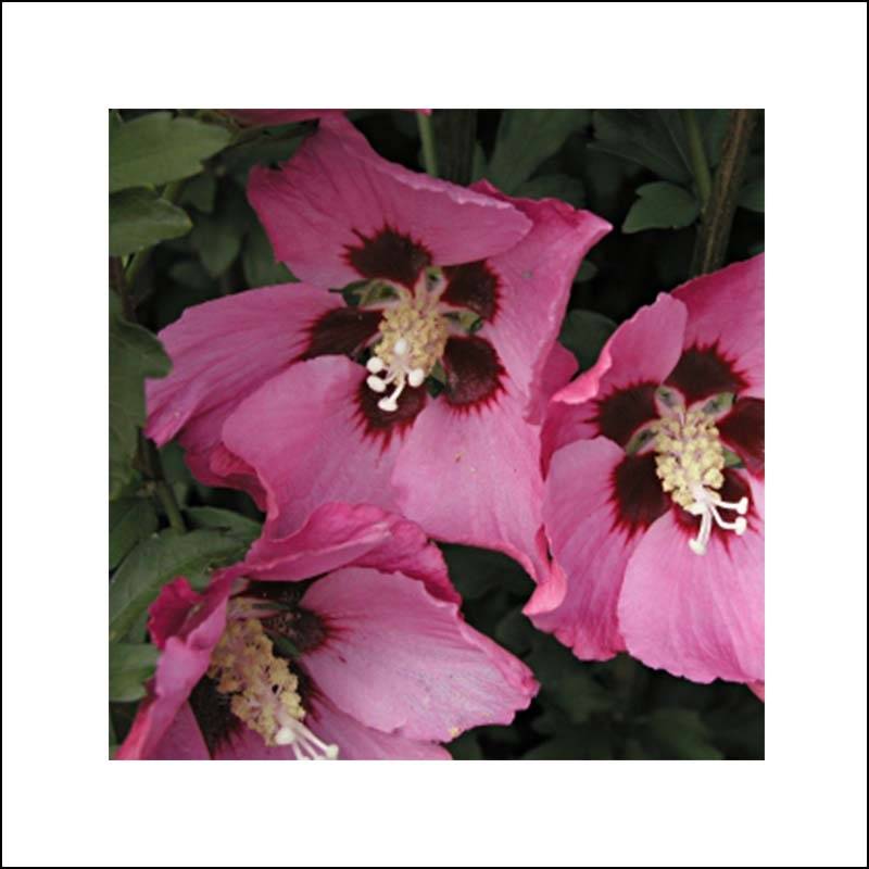 Hibiscus Pink Giant - Althéa rose à coeur rouge Pot de 7,5L/10L - Image 1