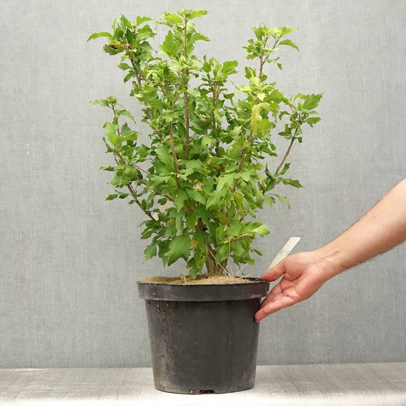 Hibiscus Pink Giant - Althéa rose à coeur rouge Pot de 7,5L/10L - Image 2