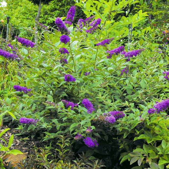 Buddleia Blue Chip - Arbre aux papillons nain Pot de 2L/3L - Image 1