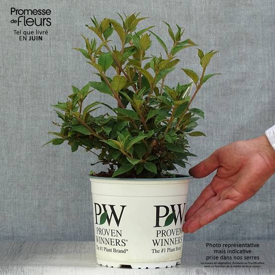 Buddleia Blue Chip - Arbre aux papillons nain Pot de 2L/3L - Image 2