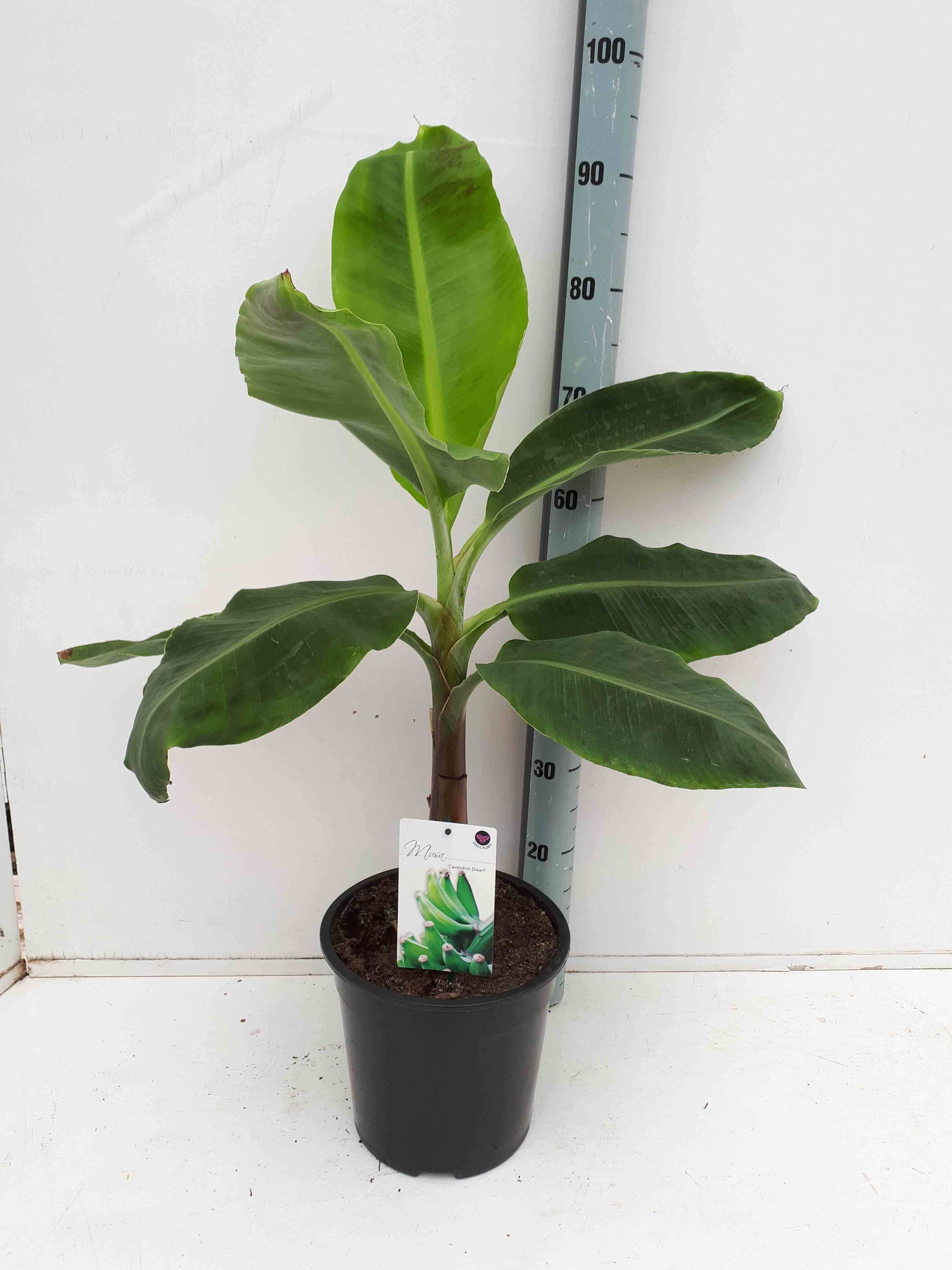 Sans Marque - Bananier Musa acuminata cv. SPECIMEN Super dwarf Cavendish Couleur floraison:Rose - Taille:Pot de 40 litres ? 100/120 cm - Image 2