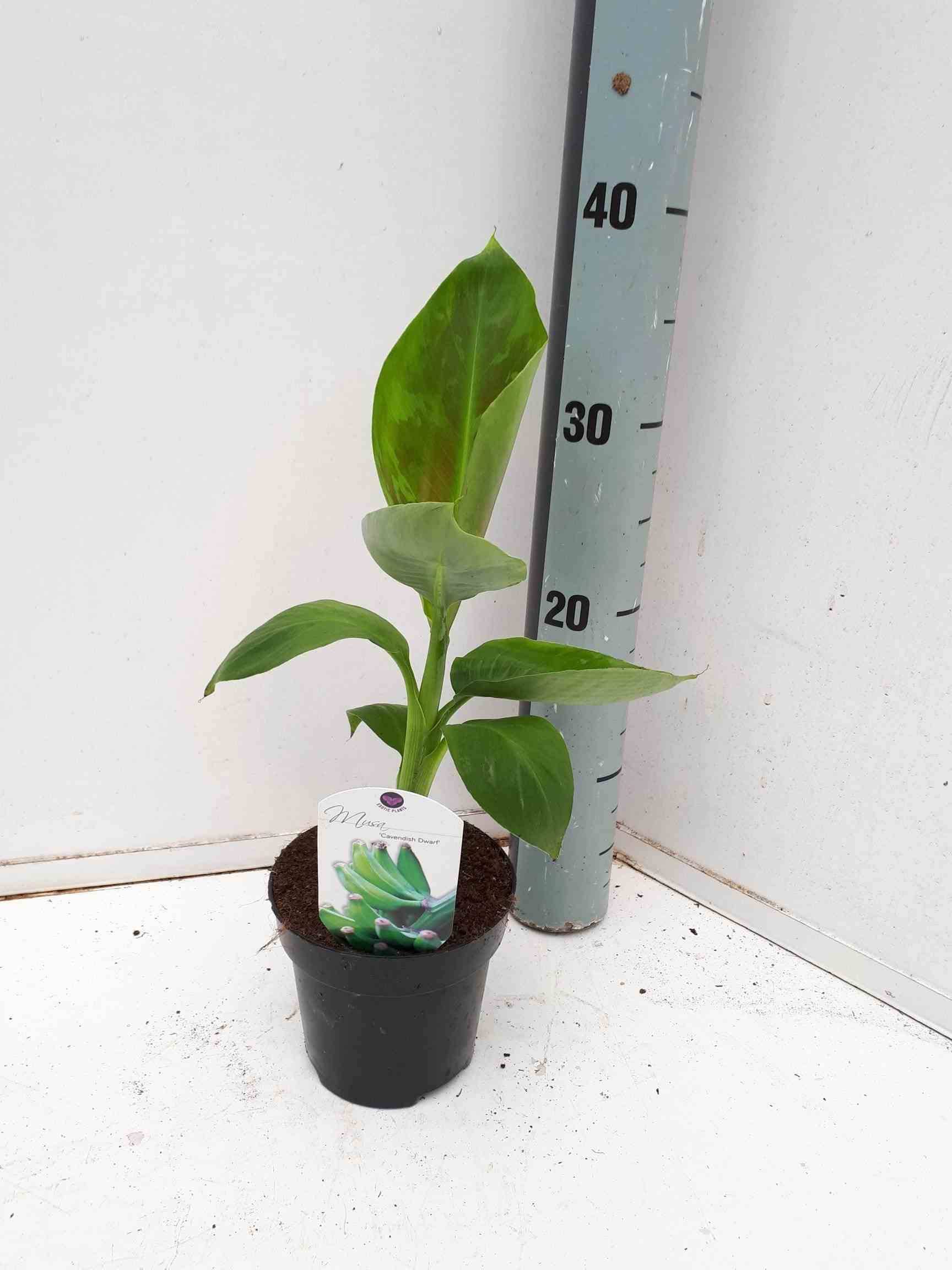 Sans Marque - Bananier Musa acuminata cv. SPECIMEN Super dwarf Cavendish Couleur floraison:Rose - Taille:Pot de 40 litres ? 100/120 cm - Image 1