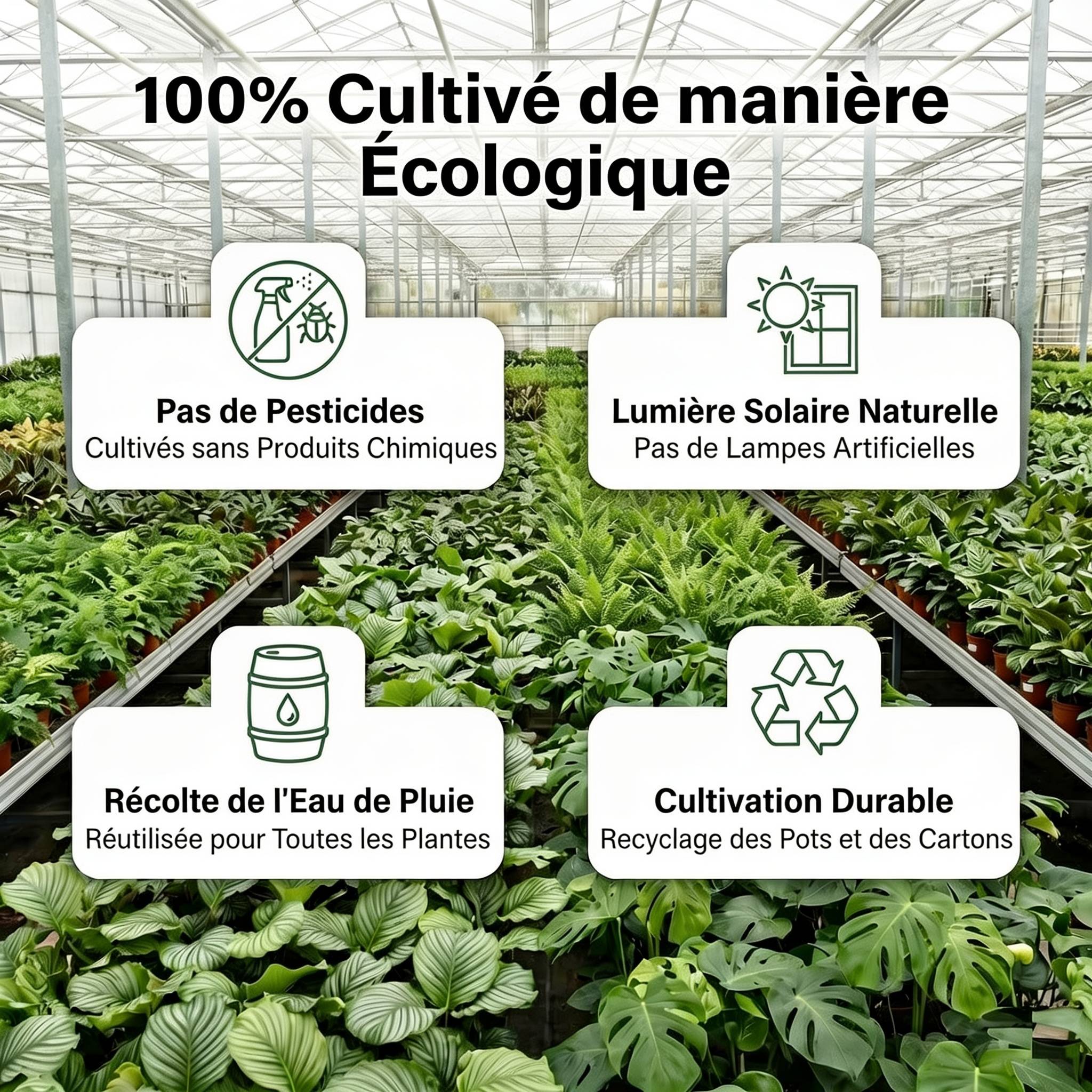 0 - Plantes Purificatrices d'Air - 6 pièces - Ø12 cm - 30-40 cm - Image 6