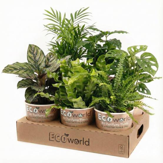 0 - Plantes Purificatrices d'Air - 6 pièces - Ø12 cm - 30-40 cm - Image 7