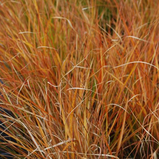 Stipa arundinacea Sirocco - Anemanthele lessoniana Godet de 8/9 cm