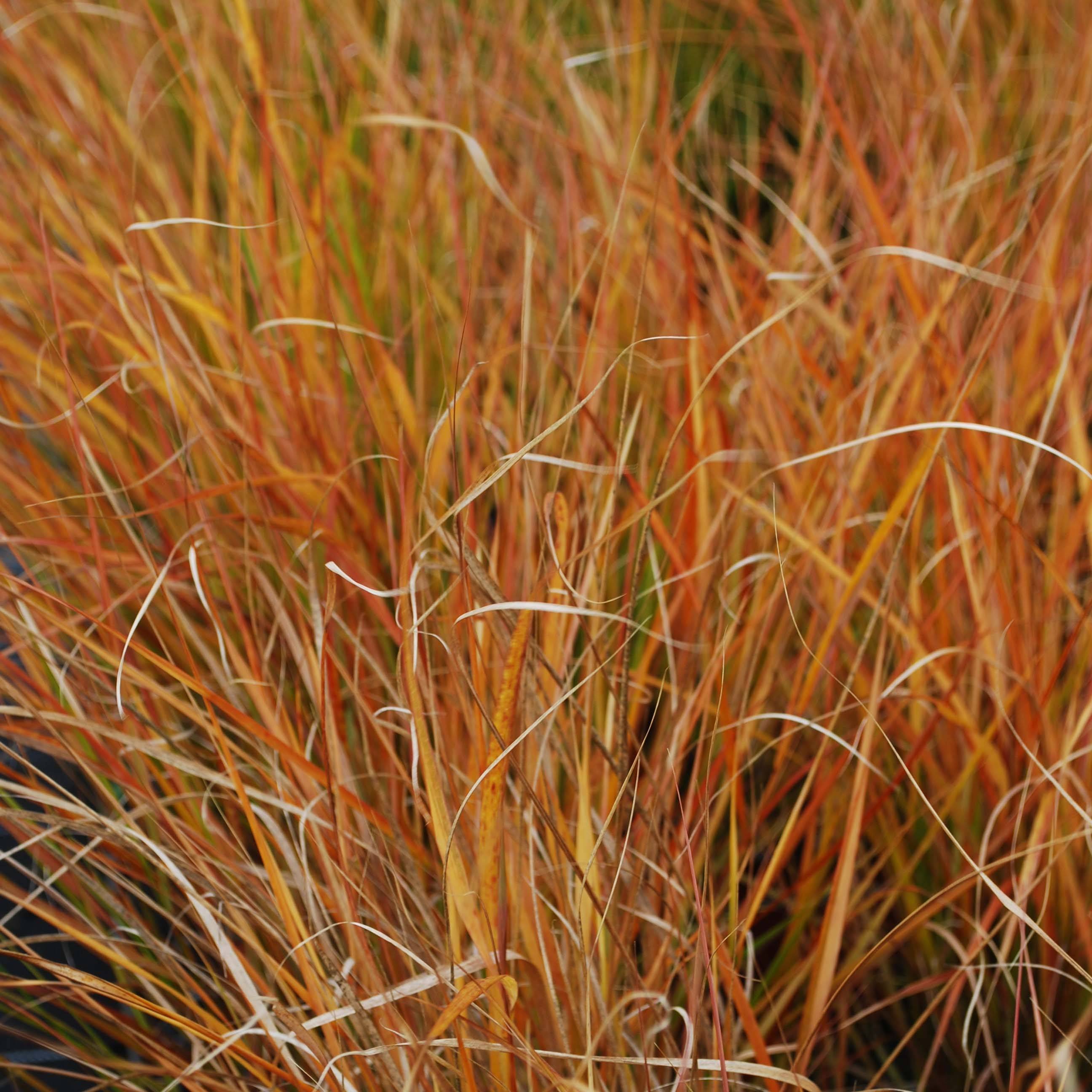 Stipa arundinacea Sirocco - Anemanthele lessoniana Godet de 8/9 cm