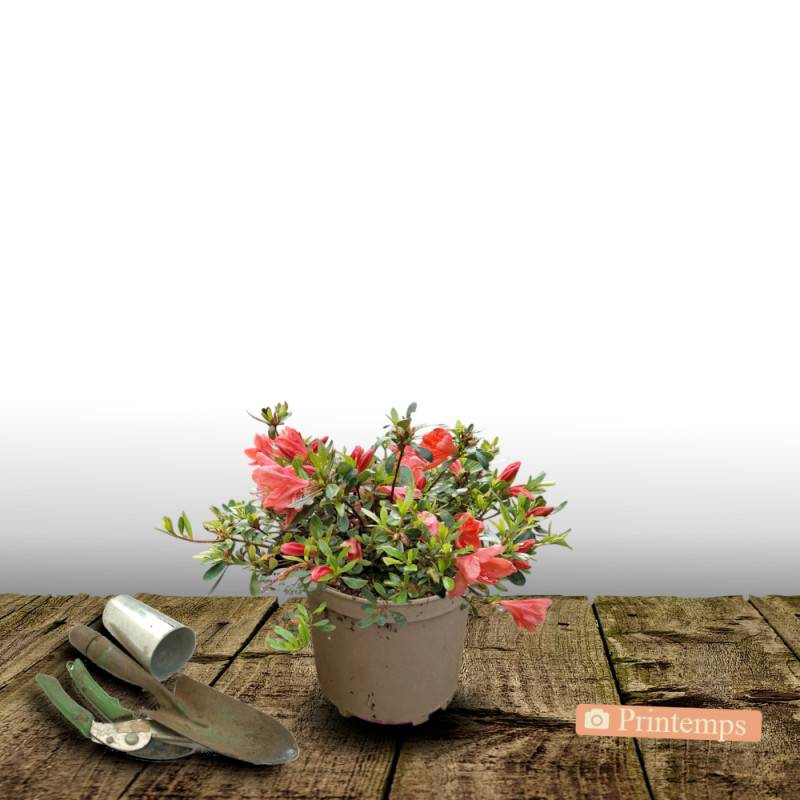 Azalée du Japon Johanna, Azalea à fleurs Rouge - feuillage Persistant - Pot de 3L - 20/40 cm-  hauteur à maturité De 0,50 m à 1,00 m - Imagen 5