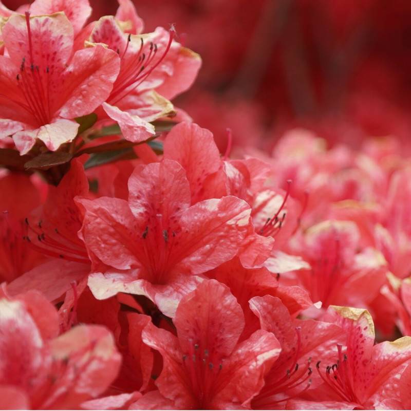 Azalée du Japon Johanna, Azalea à fleurs Rouge - feuillage Persistant - Pot de 3L - 20/40 cm-  hauteur à maturité De 0,50 m à 1,00 m - Imagen 1