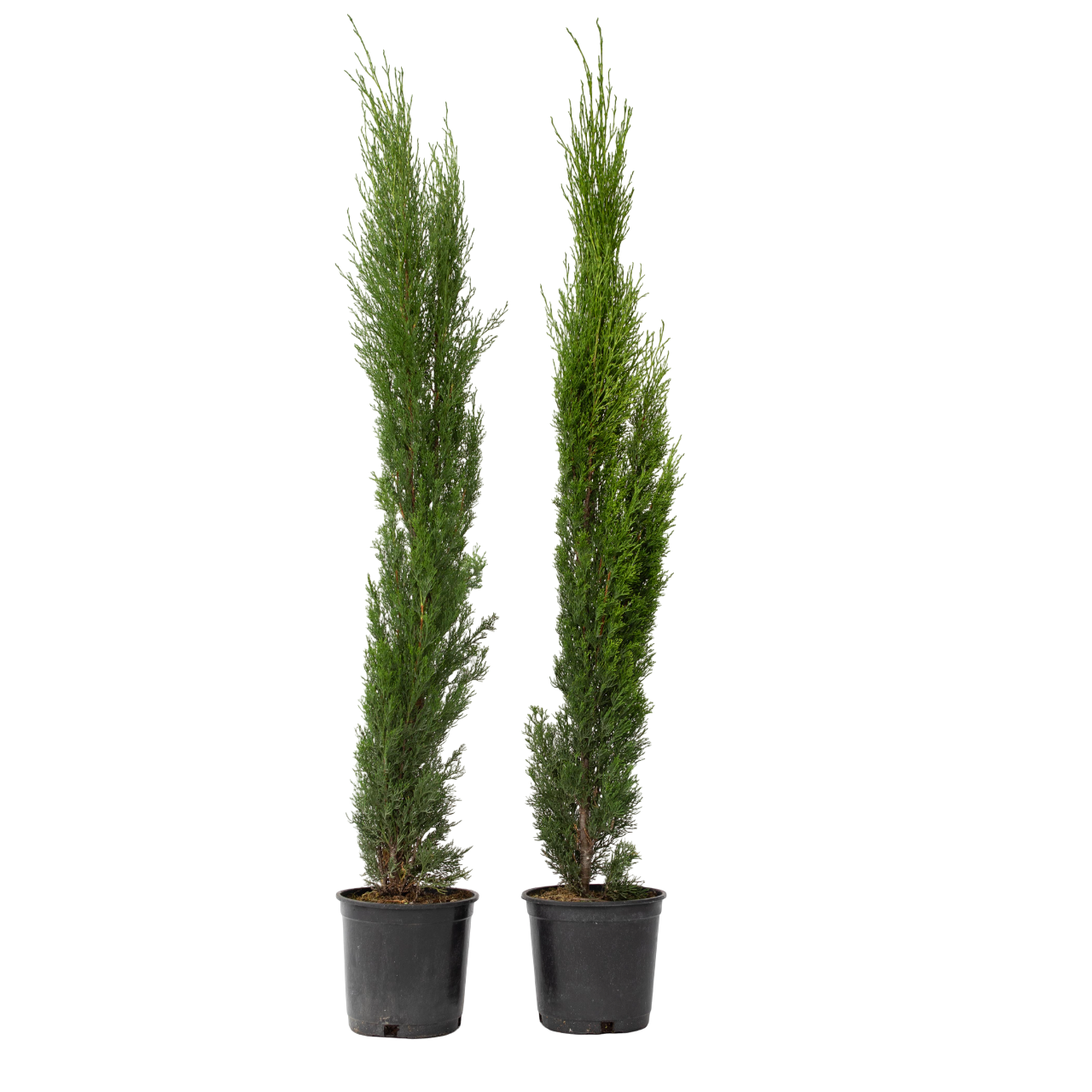 Cyprès toujours vert - Set de 2 - Cupressus sempervirens - H70-80cm - ⌀19cm - Image 1