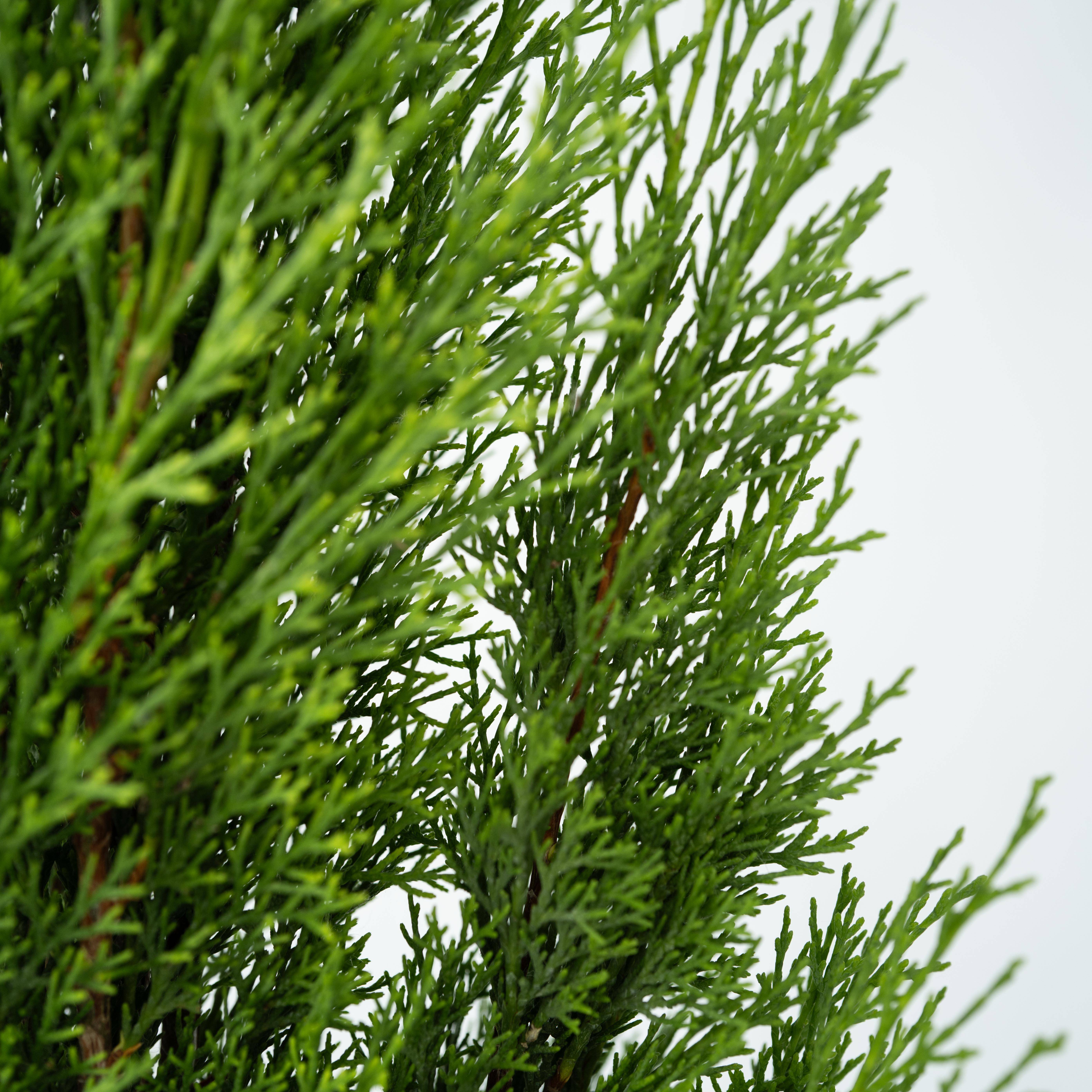 Cyprès toujours vert - Set de 2 - Cupressus sempervirens - H70-80cm - ⌀19cm - Image 3