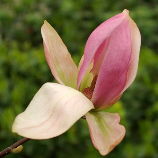 Magnolia Daybreak Pot de 7,5L/10L