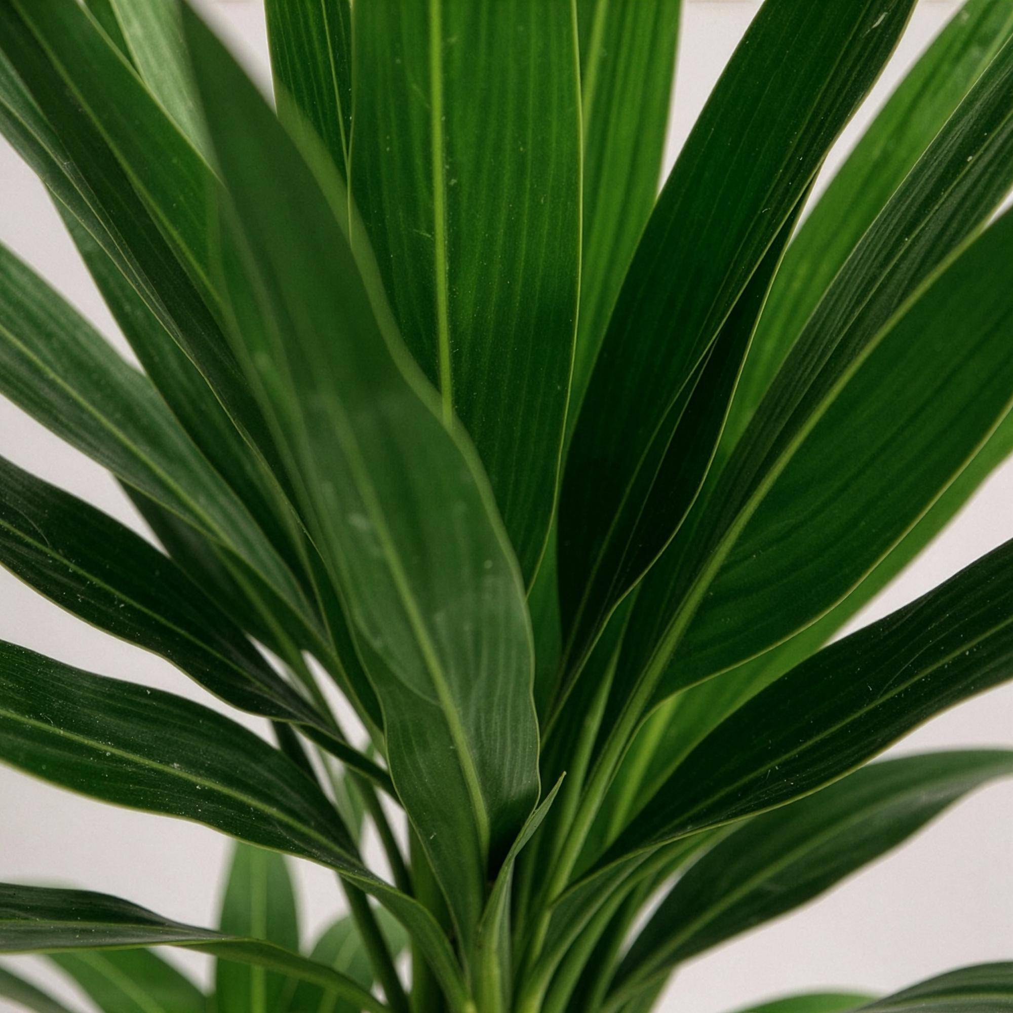Yucca Elephantipes - Pot de 17cm - Hauteur 75cm - Plantes d'intérieur - Image 5