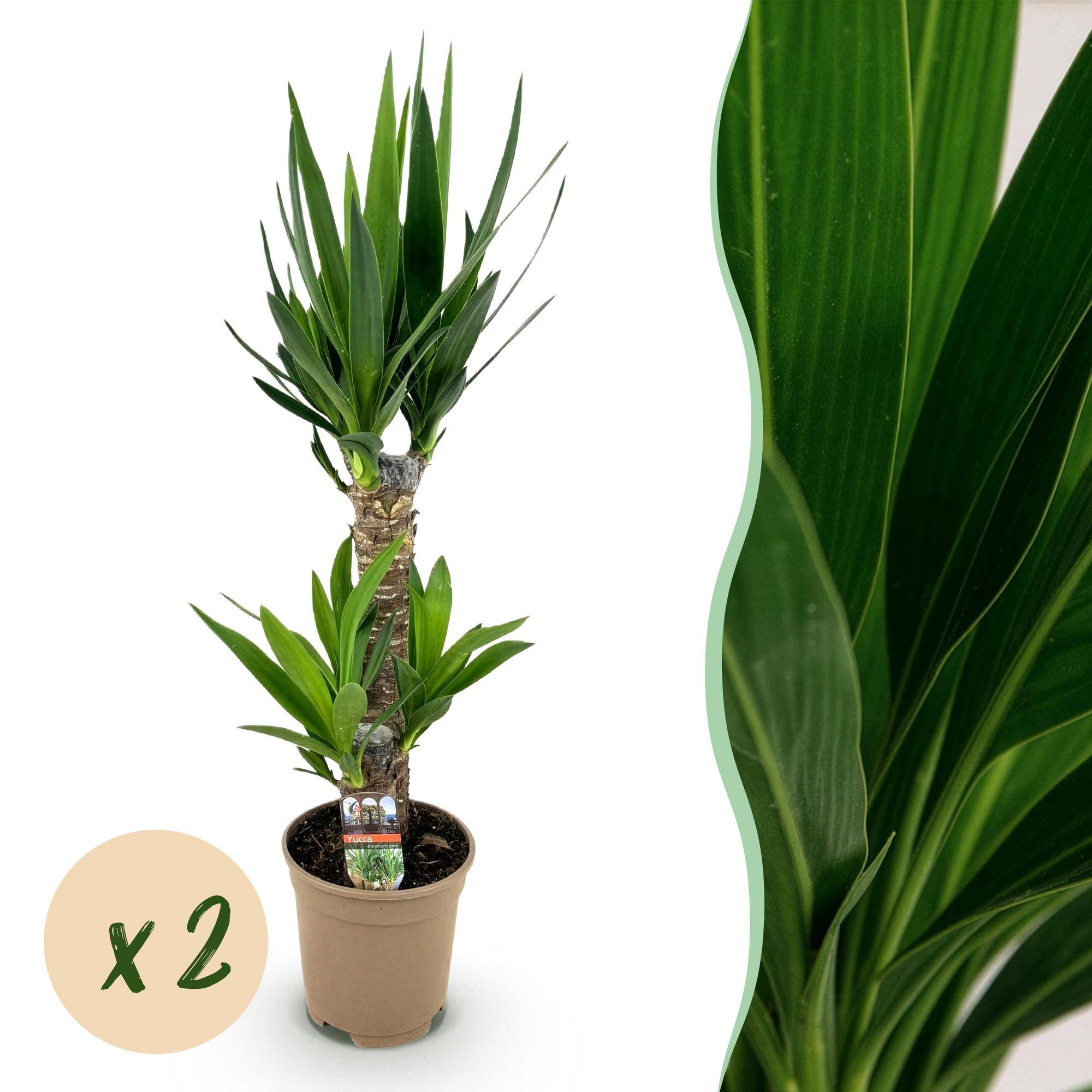 Yucca Elephantipes - Pot de 17cm - Hauteur 75cm - Plantes d'intérieur - Image 1