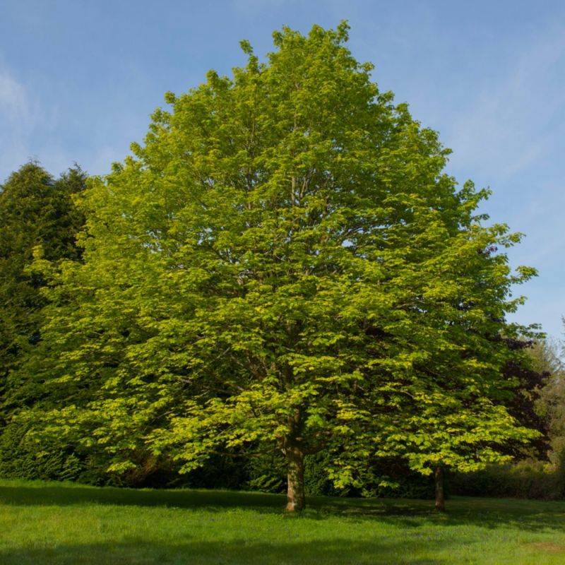 Érable sycomore (Acer pseudoplatanus) - Godet - Taille 20/40cm - Pépinières Naudet - Imagen 1