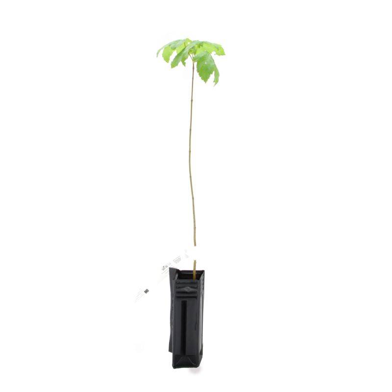 Érable sycomore (Acer pseudoplatanus) - Godet - Taille 20/40cm - Pépinières Naudet - Imagen 2