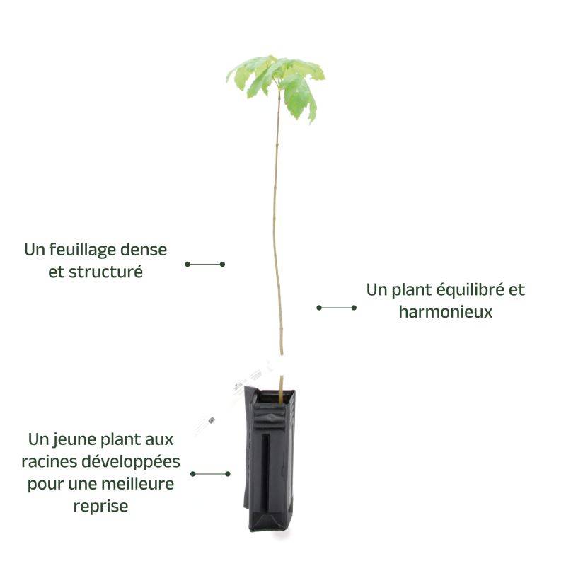 Érable sycomore (Acer pseudoplatanus) - Godet - Taille 20/40cm - Pépinières Naudet - Imagen 3