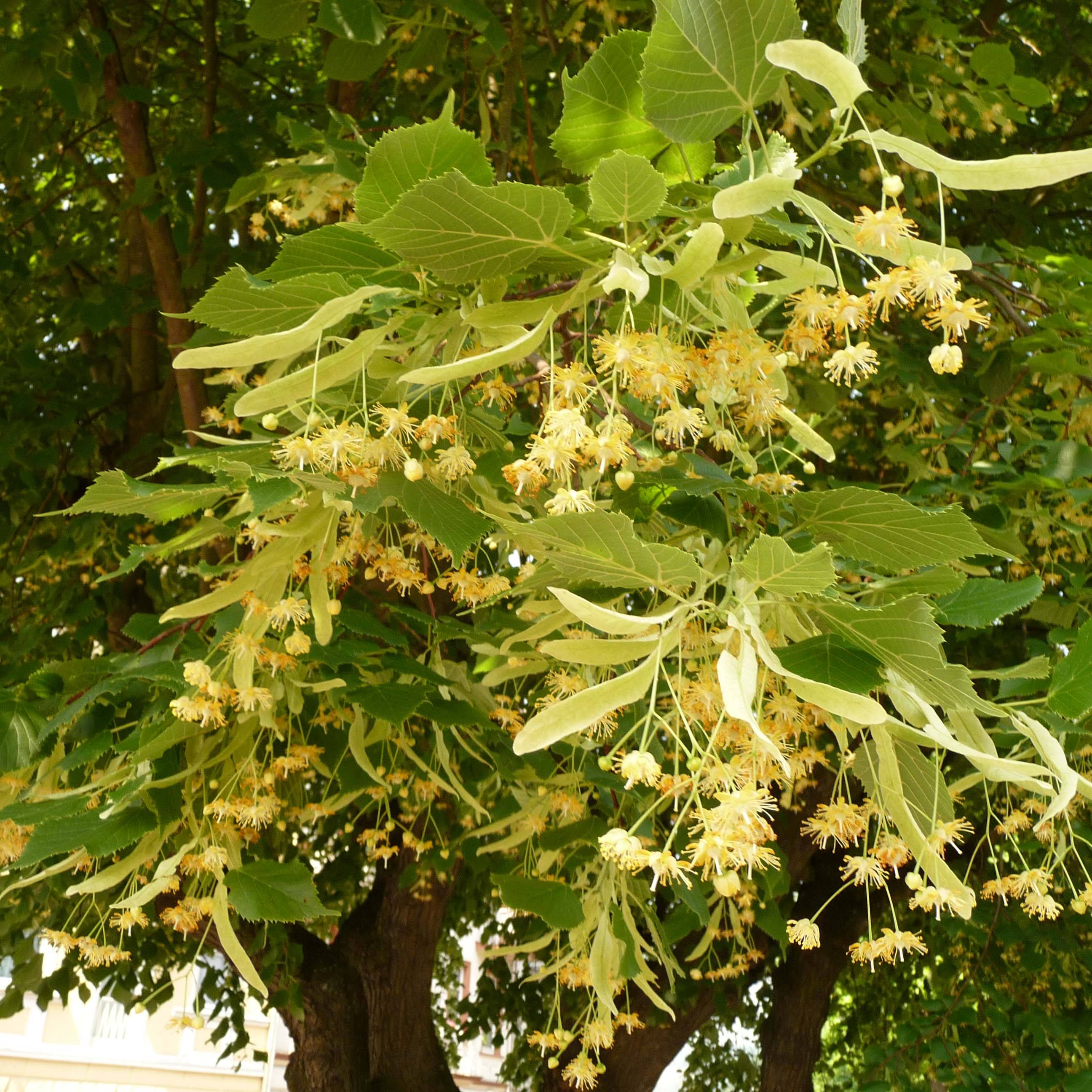 Promesse de Fleurs - Tilleul à grandes feuilles - Tilia platyphyllos Rubra Pot de 12L/15L, Baliveau