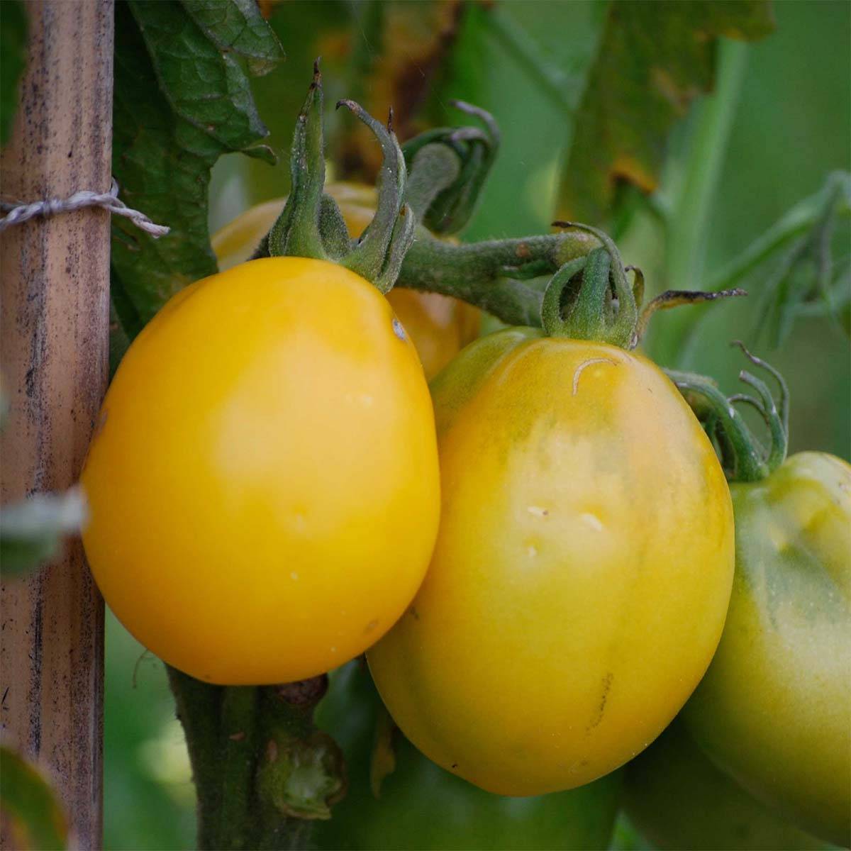 Tomate Téton de Venus jaune Bio - Ferme de Sainte Marthe le sachet de 50 graines environ