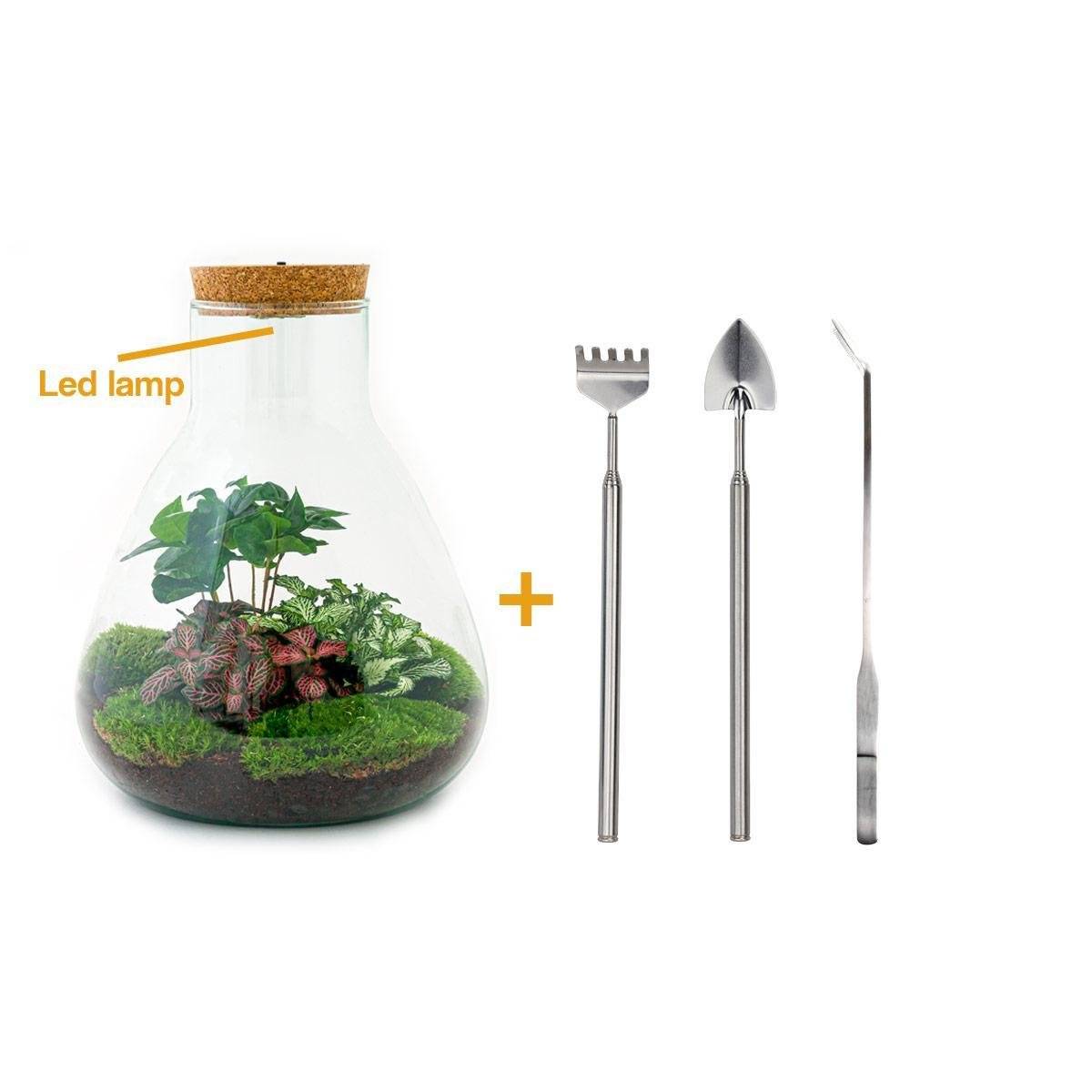 La Green Touch - Kit Terrarium DIY - SAMOS- La Green Touch Avec LED Caféier + Fittonia rouge et Verte - Pelle + rateau + Pince