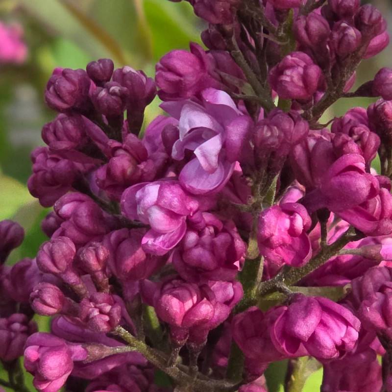 Lilas commun Prince Wolkonsky®, Syringa à fleurs Violette - feuillage Caduc - Pot de 4L - 60/100 cm-  hauteur à maturité De 2,50 m à 3,00 m - Imagen 6