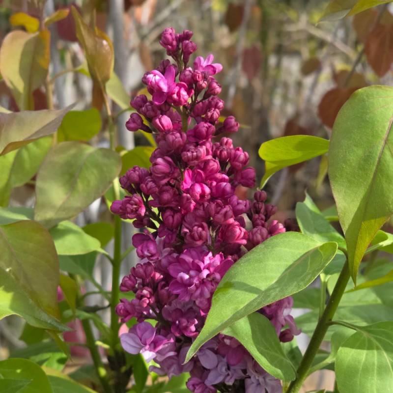 Lilas commun Prince Wolkonsky®, Syringa à fleurs Violette - feuillage Caduc - Pot de 4L - 60/100 cm-  hauteur à maturité De 2,50 m à 3,00 m - Imagen 9
